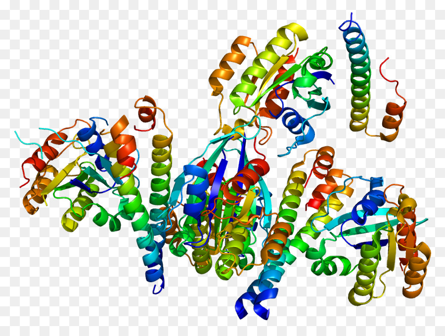 Pglycoprotein，Gene PNG