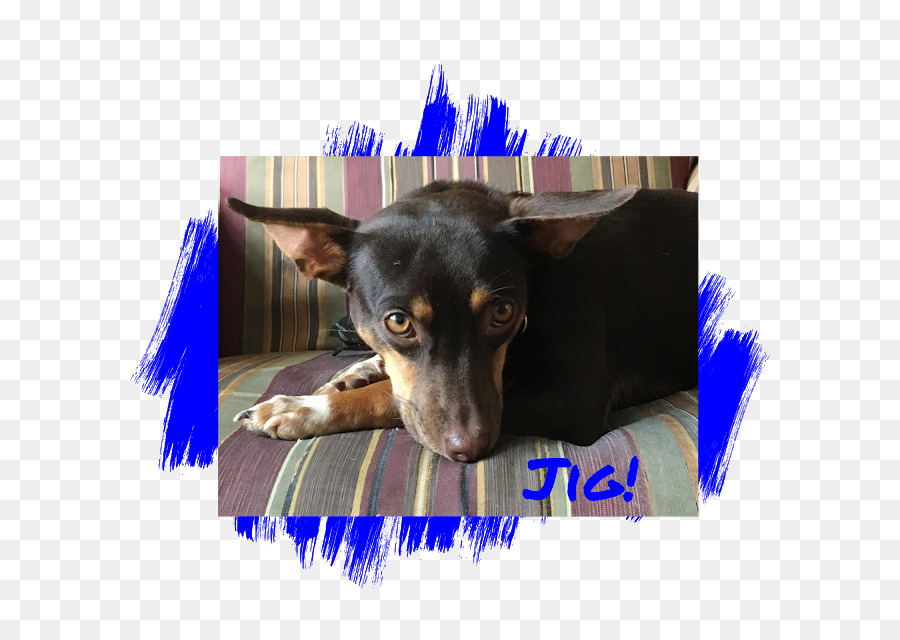 Ormskirk Terrier，Pinscher Miniatura PNG