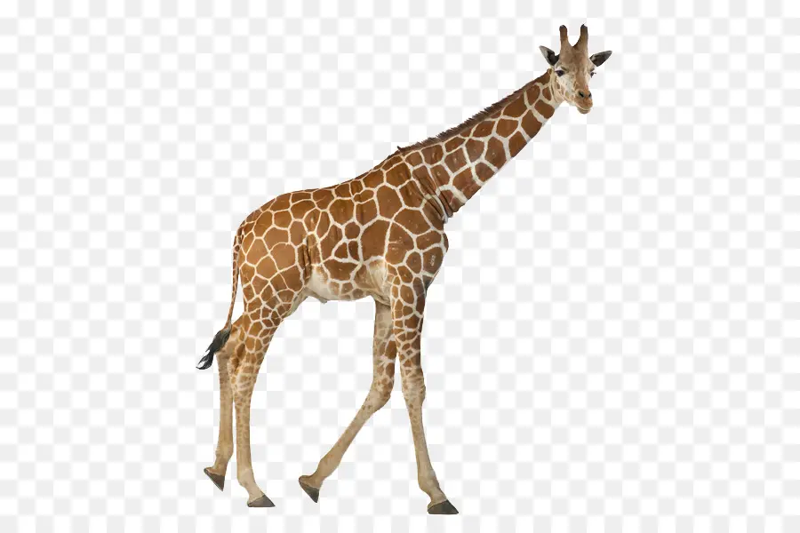 Reticulado Girafa，Fotografia De Stock PNG