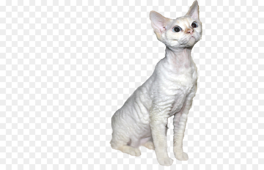 Donskoy，Devon Rex PNG