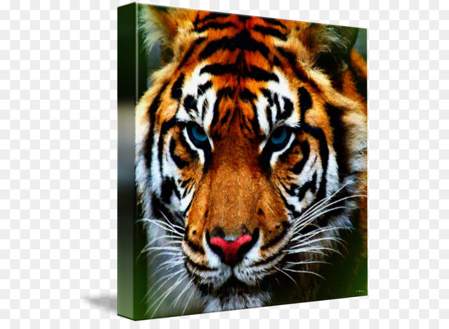 Tigre，Bigodes PNG