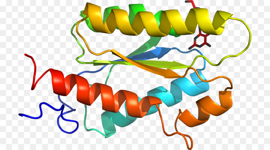 Estrutura Proteica，Biologia PNG