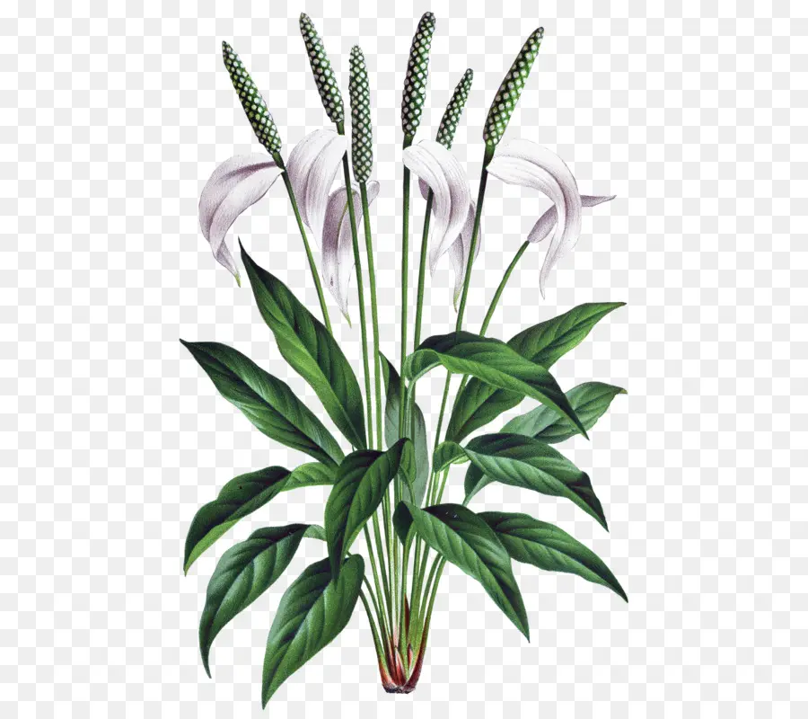 Flor，Spathiphyllum Wallisii PNG