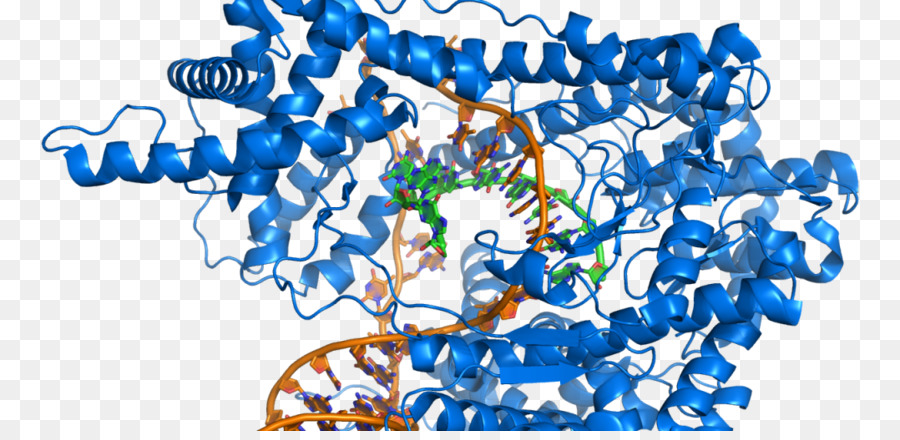 Bioquímica，Dna PNG