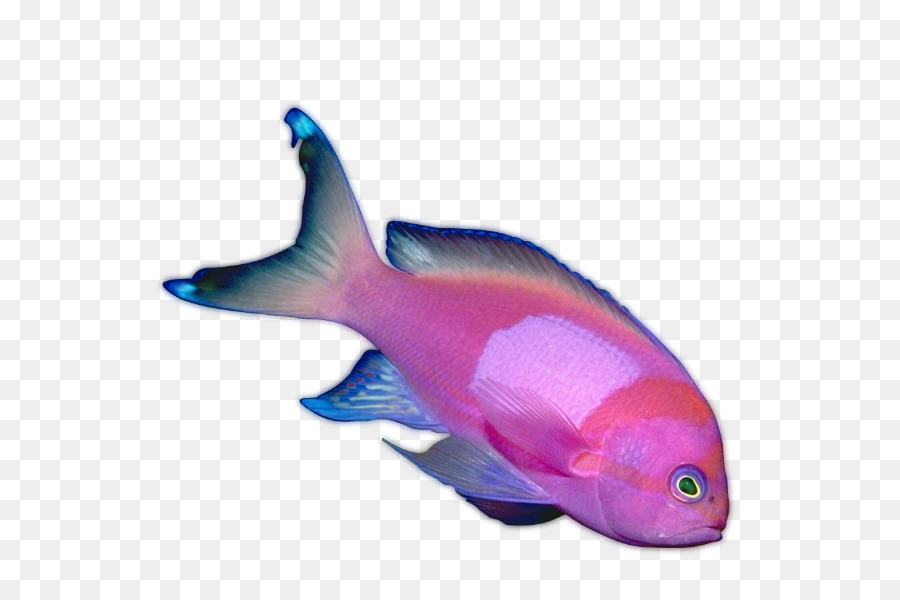 Peixe Colorido，Aquático PNG