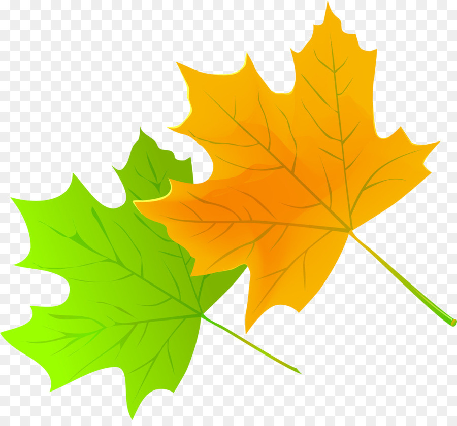 Maple Leaf，Verde PNG