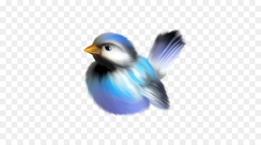 Aves，Desenho PNG