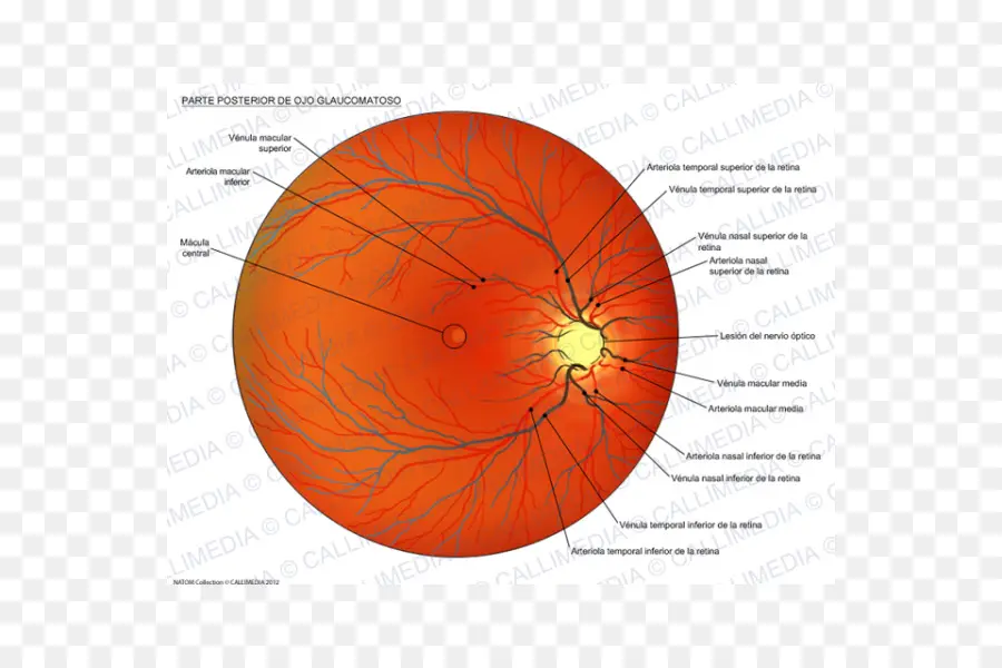 Diagrama De Olho，Retina PNG