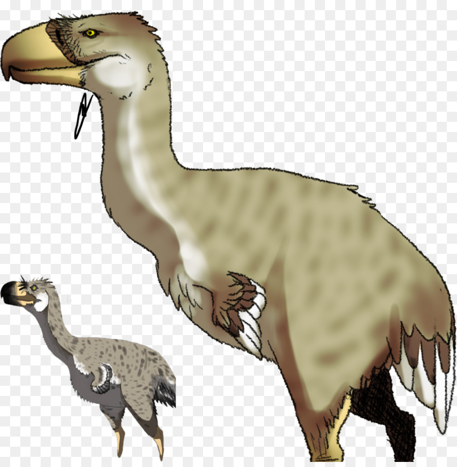 Velociraptor，Aves PNG