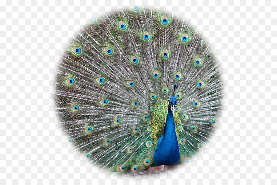 Aves，Asiática Peafowl PNG