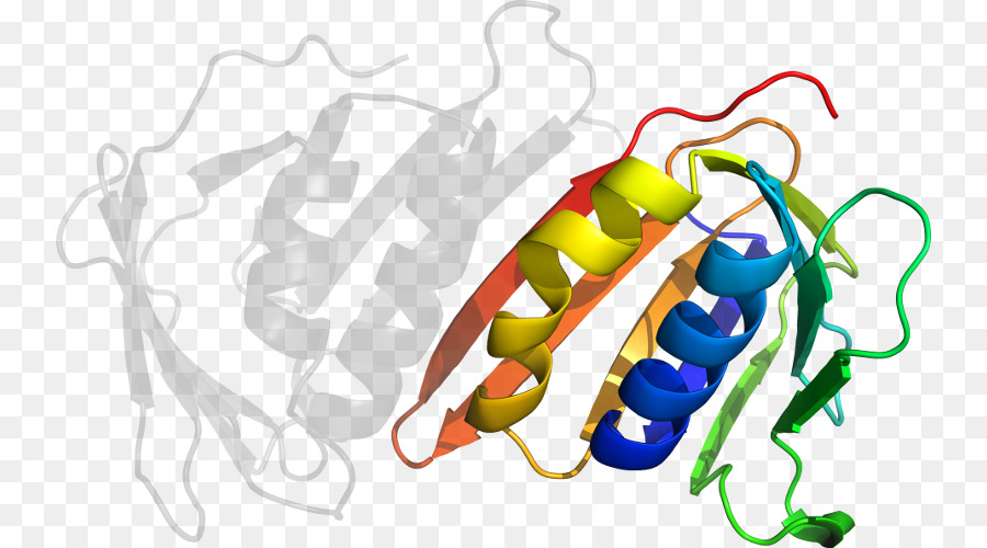 Estrutura Proteica，Molécula PNG