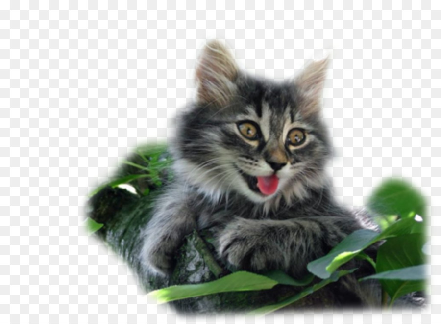 Gato，Blog PNG