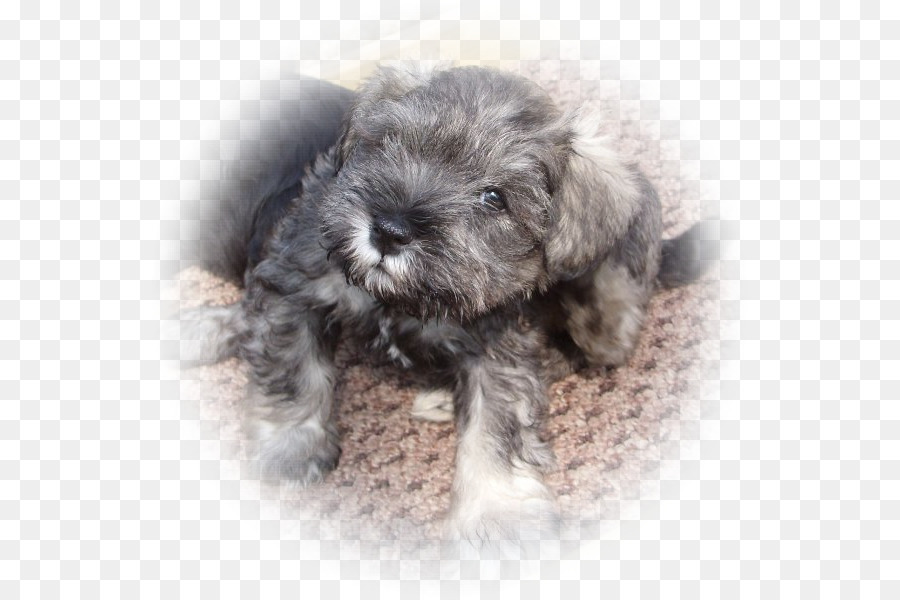 Schnauzer Miniatura，Schnoodle PNG