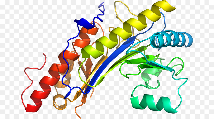 Estrutura Proteica，Biologia PNG