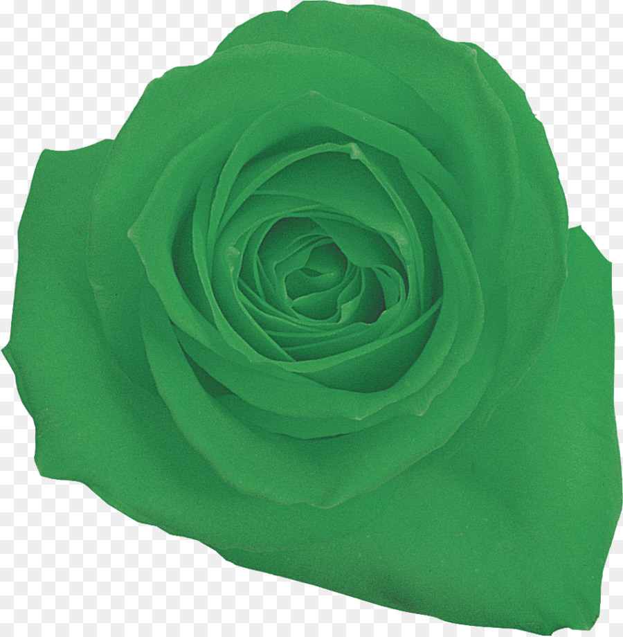 Rosa Verde，Rosa PNG