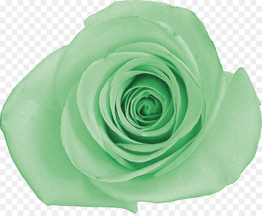 Rosa Verde，Rosa PNG