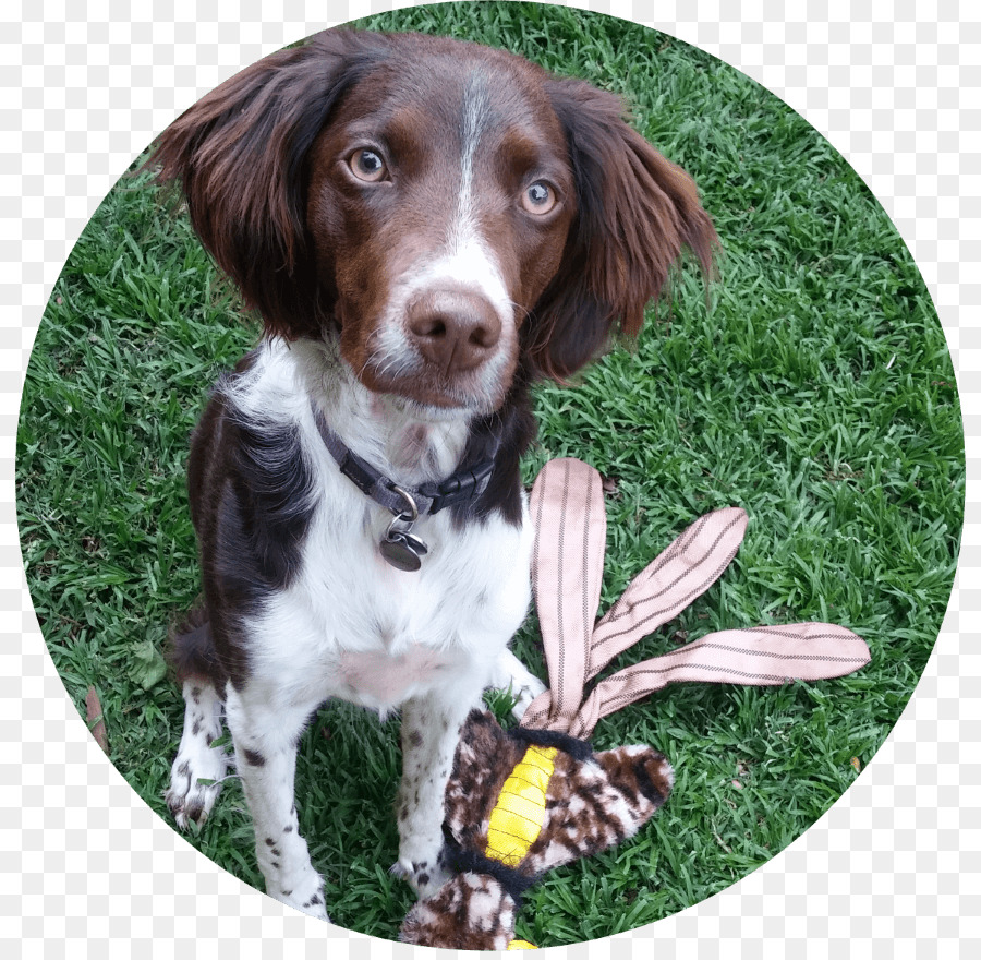 Springer Spaniel Inglês，Drentse Patrijshond PNG