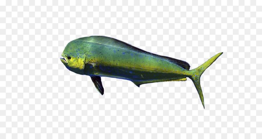 Peixe Verde E Amarelo，Aquático PNG