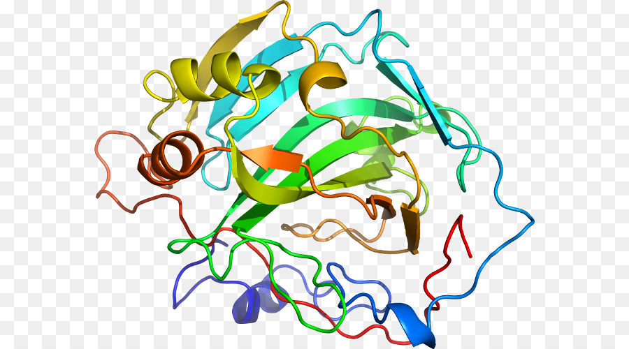 Estrutura Proteica，Biologia PNG