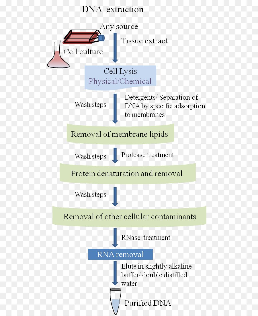 Extração De Dna，Extração PNG