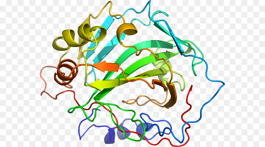 Estrutura Proteica，Biologia PNG