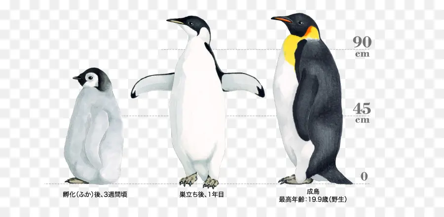 Pinguins，Pássaros PNG