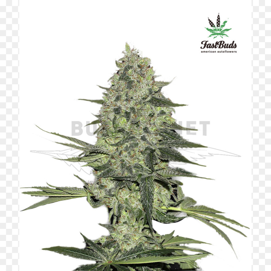 Planta De Cannabis，Maconha PNG