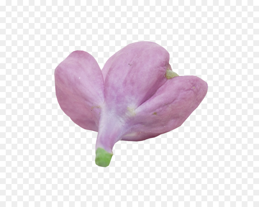 Lilás，A Floração Da Planta PNG