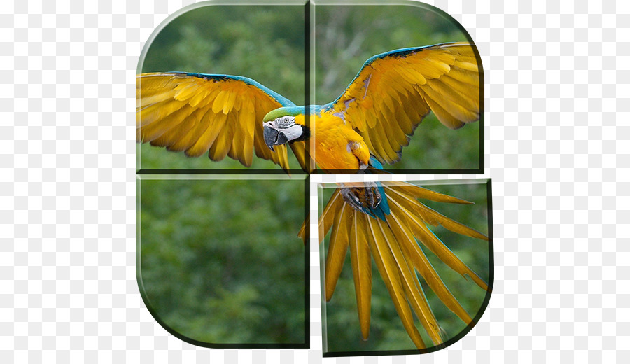 Papagaio，Aves PNG