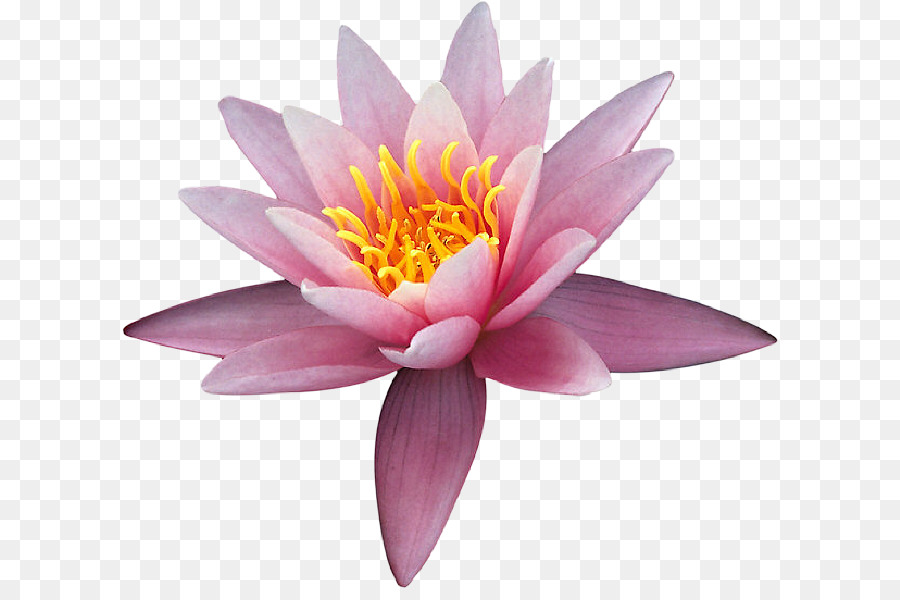 Flor Rosa，Florescer PNG