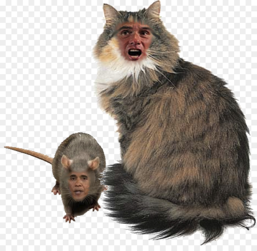 Maine Coon，Gato Norueguês Da Floresta PNG