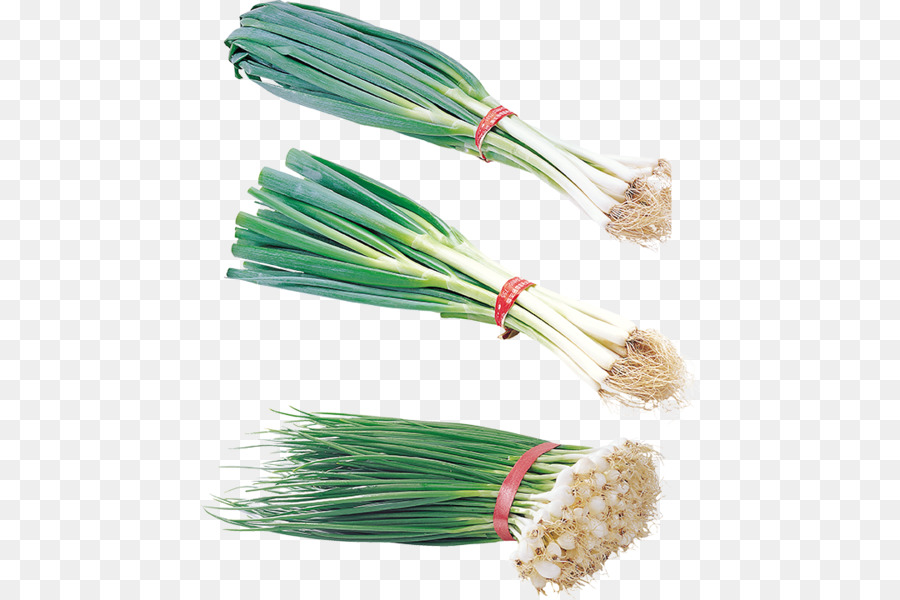 Allium Fistulosum，Cebola PNG