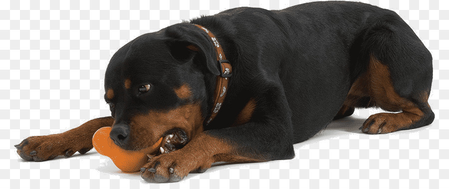 Cão，Filhote De Cachorro PNG