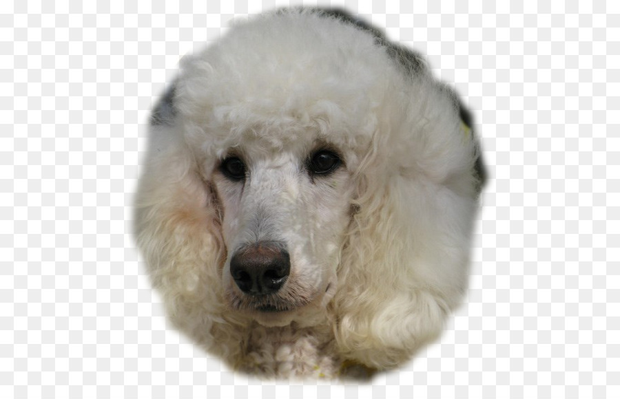 Caniche Branco，Fofinho PNG