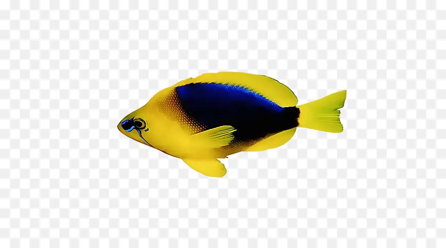 Peixe，Tubarão PNG