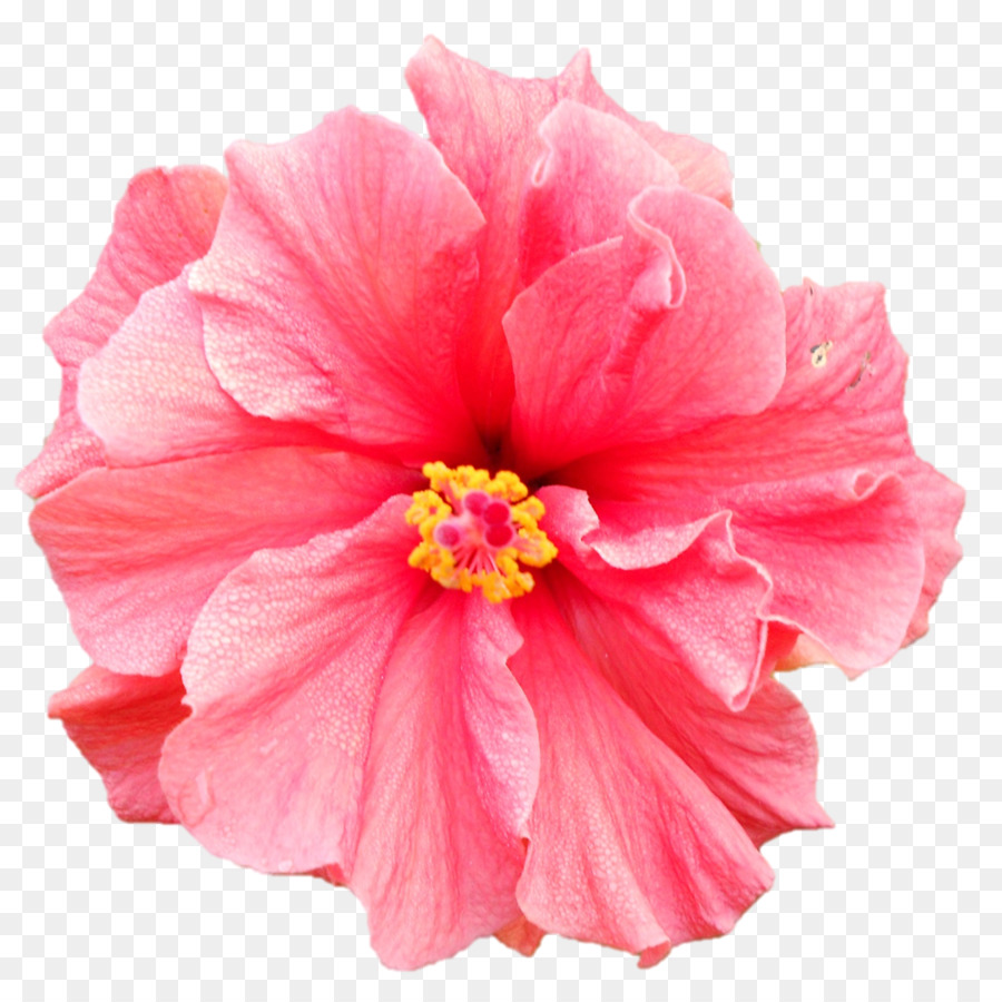 Hibisco，Florescer PNG