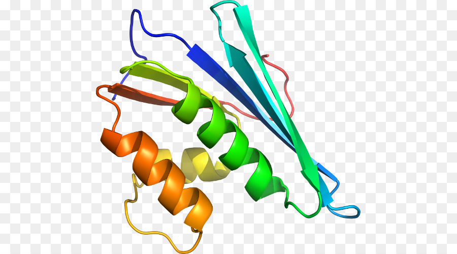 Estrutura Proteica，Biologia PNG