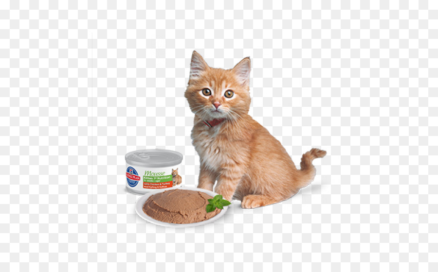 Gatinho Laranja，Gato PNG