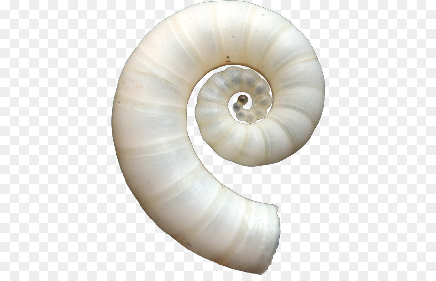 Spirula，Seashell PNG