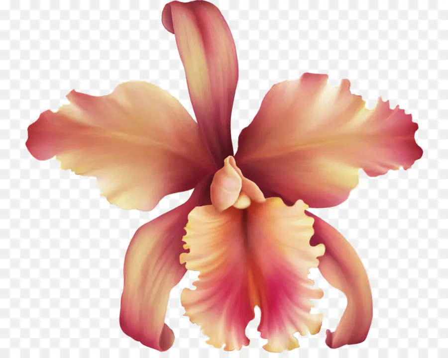Orquídeas Cattleya，Blog PNG