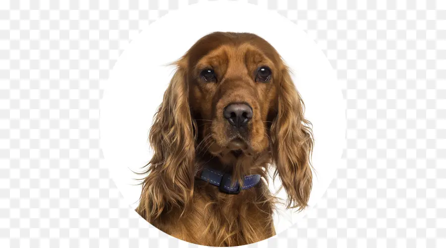 Cocker Spaniel Inglês，Golden Retriever PNG