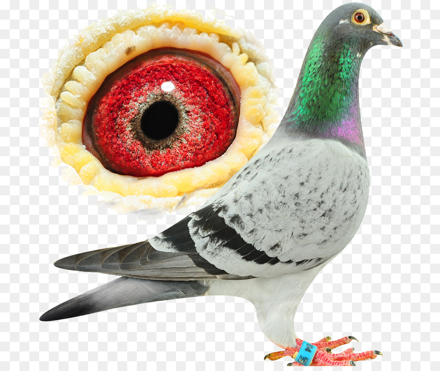 Pombo，Pássaro PNG