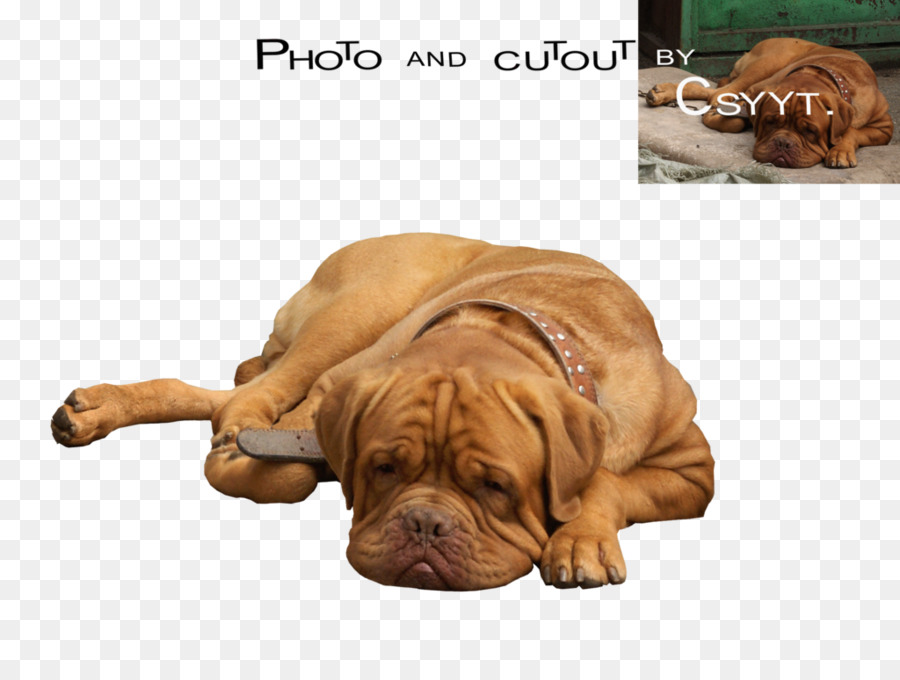 Dogue De Bordeaux，Tosa PNG