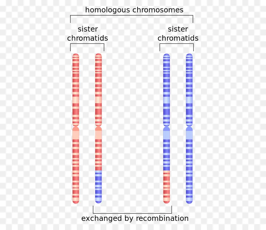 A Irmã Chromatids，Homóloga Do Cromossomo PNG