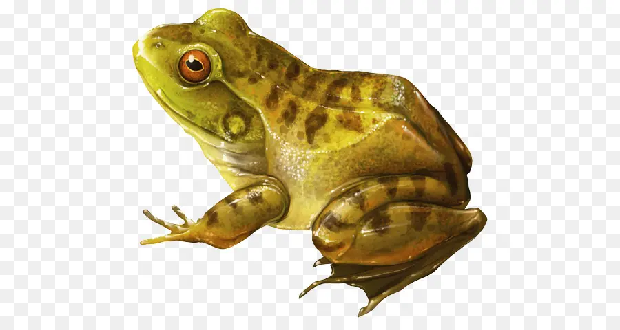 American Bullfrog，Sapo PNG