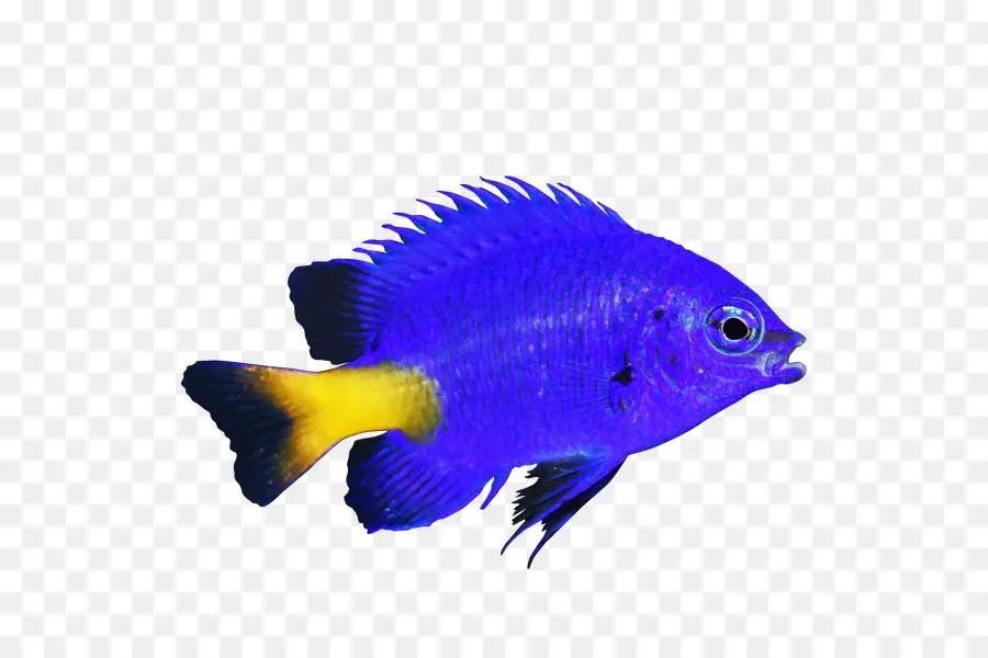 Peixe Colorido，Aquático PNG