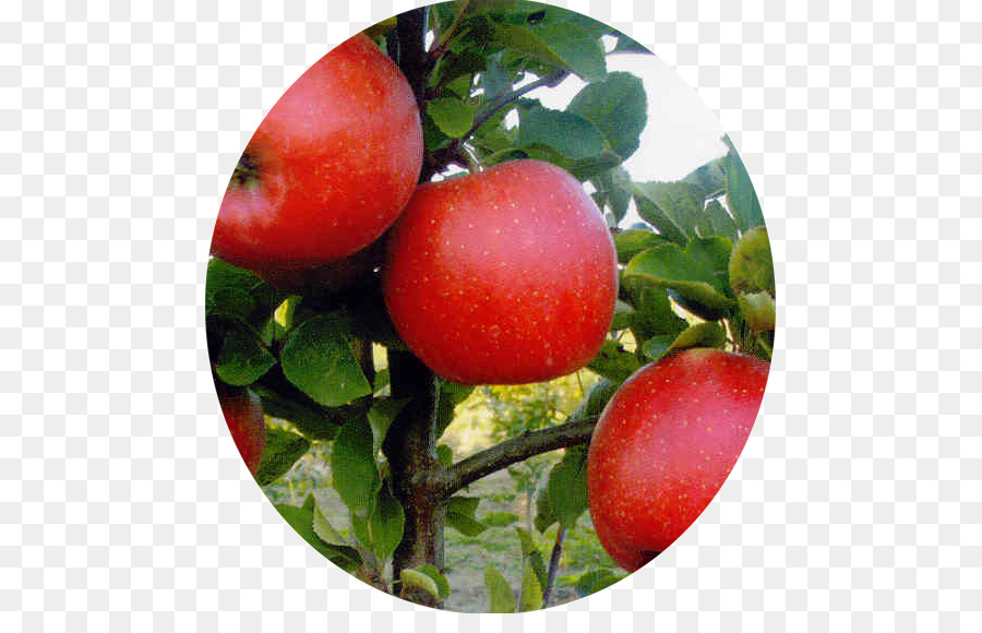 Ameixa Tomate，Apple PNG