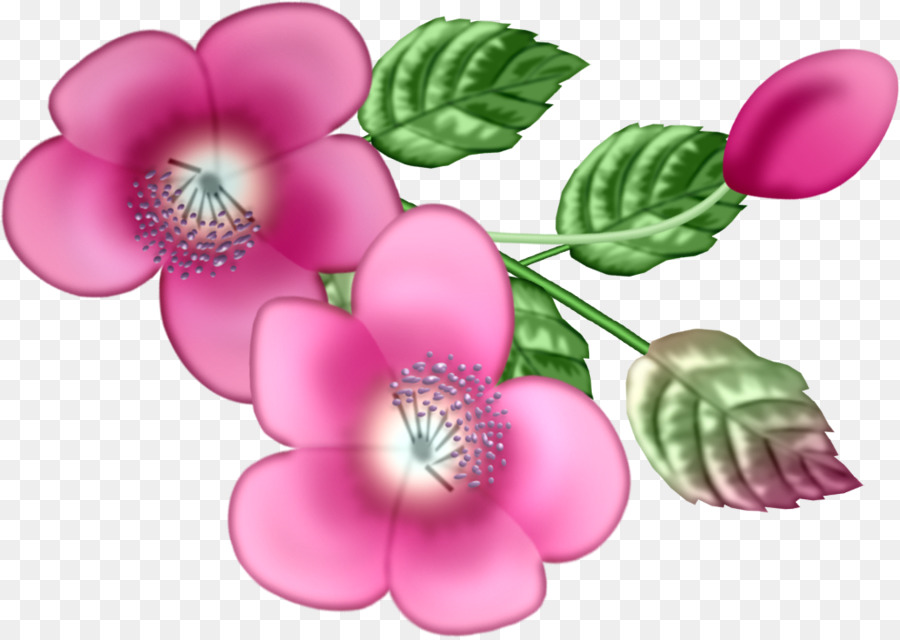 Flores Cor De Rosa，Rosa PNG