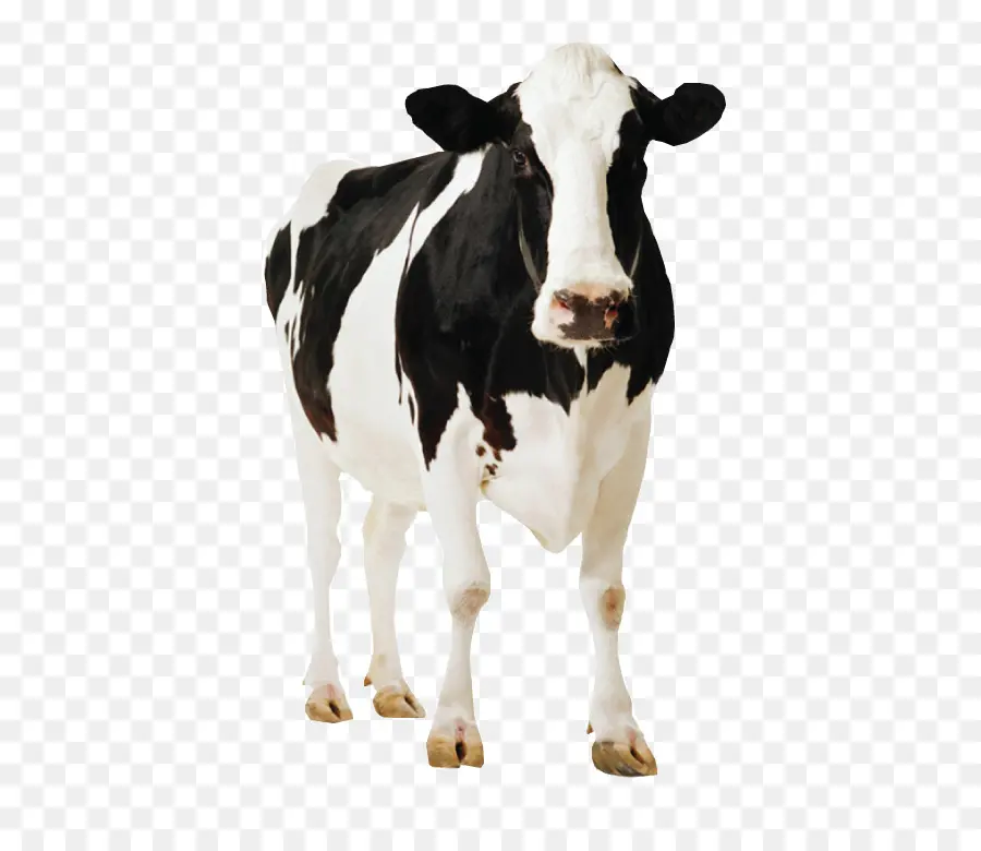 Holstein Frísia Gado，Standee PNG