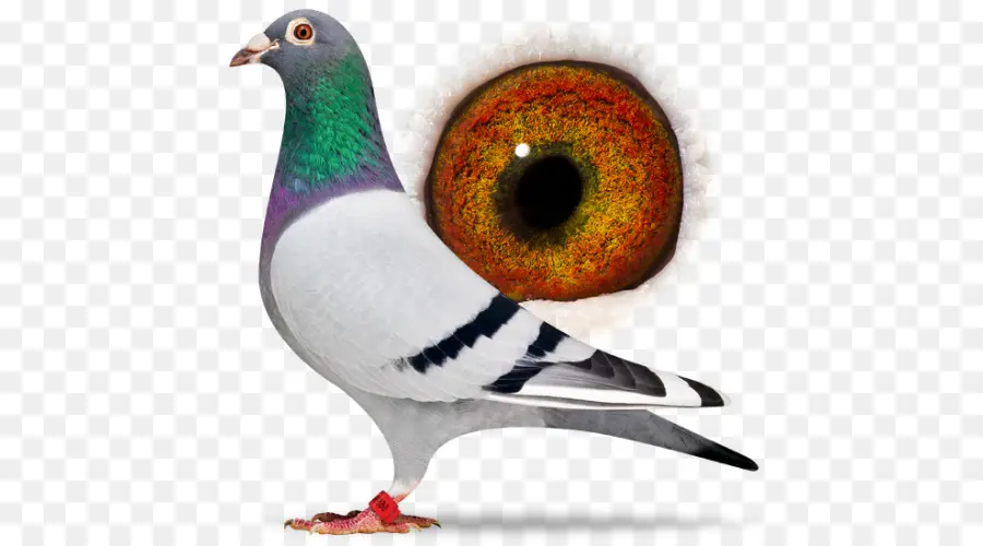 Pombo，Pássaro PNG